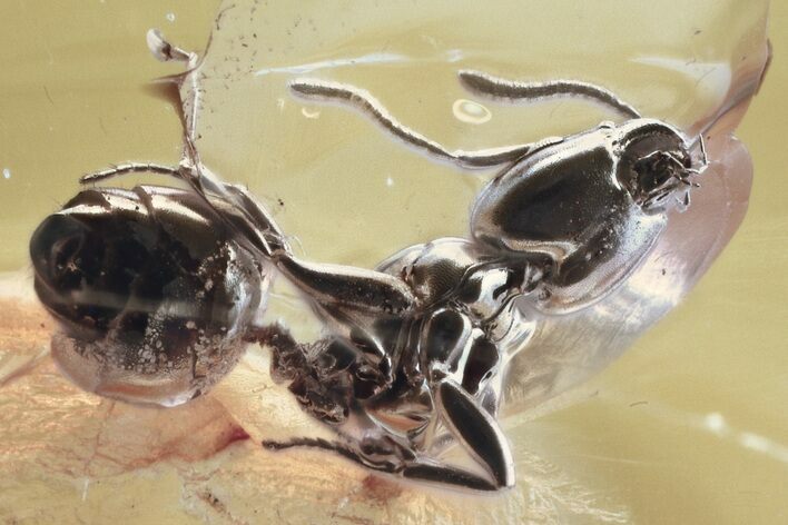 Detailed Fossil Ant (Dolichoderinae) In Baltic Amber #352851